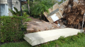 Eddys tree uproot_003